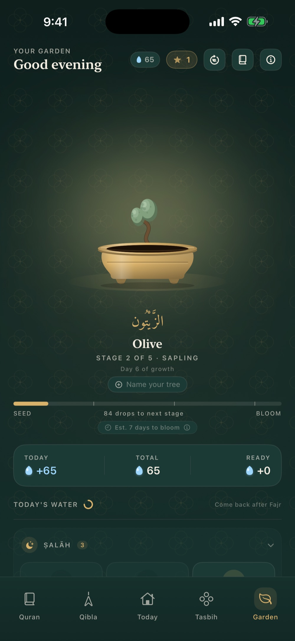 The same olive on day six, now a sapling